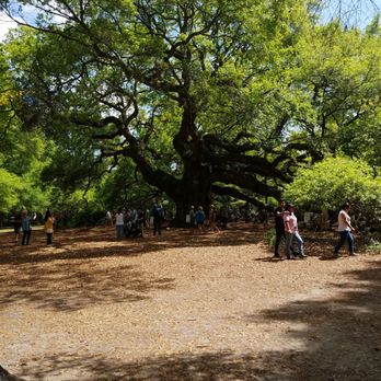 Angel Oak - Parks Near Me - Johns Island, South Carolina