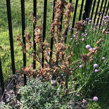 Weed Pro - a patch of green grass and purple flowers in front of a black metal fence - Landscaping Near Me - Sheffield Village, Ohio Weed Pro - a patch of green grass and purple flowers in front of a black metal fence - Landscaping Near Me - Sheffield Village, Ohio
