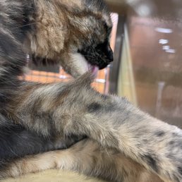 kitty for adoption kitty for adoption
