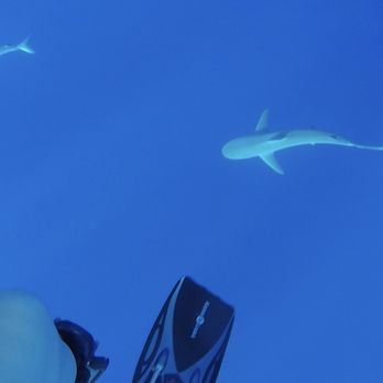 One Ocean Diving - Diving with the sharks - Free Diving Near Me - Haleiwa, Hawaii