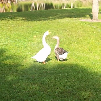 John Easterlin Park - Giant geese - Campgrounds Near Me - Fort Lauderdale, Florida