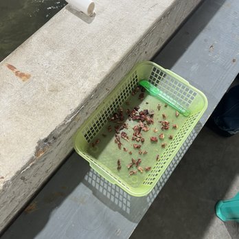 Ebi Ebi Shrimp Fishing - Bait - Fishing Near Me - Houston, Texas Ebi Ebi Shrimp Fishing - Bait - Fishing Near Me - Houston, Texas