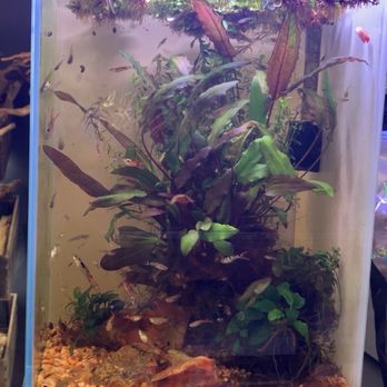 Zan's Aquatica - My favorite planted tank there. Photos don't do it justice - Local Fish Stores Near Me - San Fernando Valley, California Zan's Aquatica - My favorite planted tank there. Photos don't do it justice - Local Fish Stores Near Me - San Fernando Valley, California