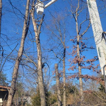 Fincham's Tree & General Contracting - Tree Services Near Me - Toms Brook, Virginia Fincham's Tree & General Contracting - Tree Services Near Me - Toms Brook, Virginia