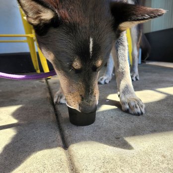 Aloha Ice - Ice Pup Cup for my Husky - Shaved Ice Near Me - Carlsbad, California