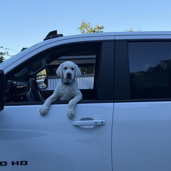 Stofer's Labs - Pet Training Near Me - Prunedale, California Stofer's Labs - Pet Training Near Me - Prunedale, California