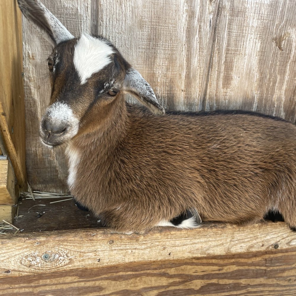 Bergey's Breadbasket - Goat - Bakeries Near Me - Chesapeake, Virginia