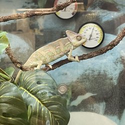 Chameleon