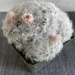 Mezcala Nursery - Same unknown Hairy furry cactus different angle