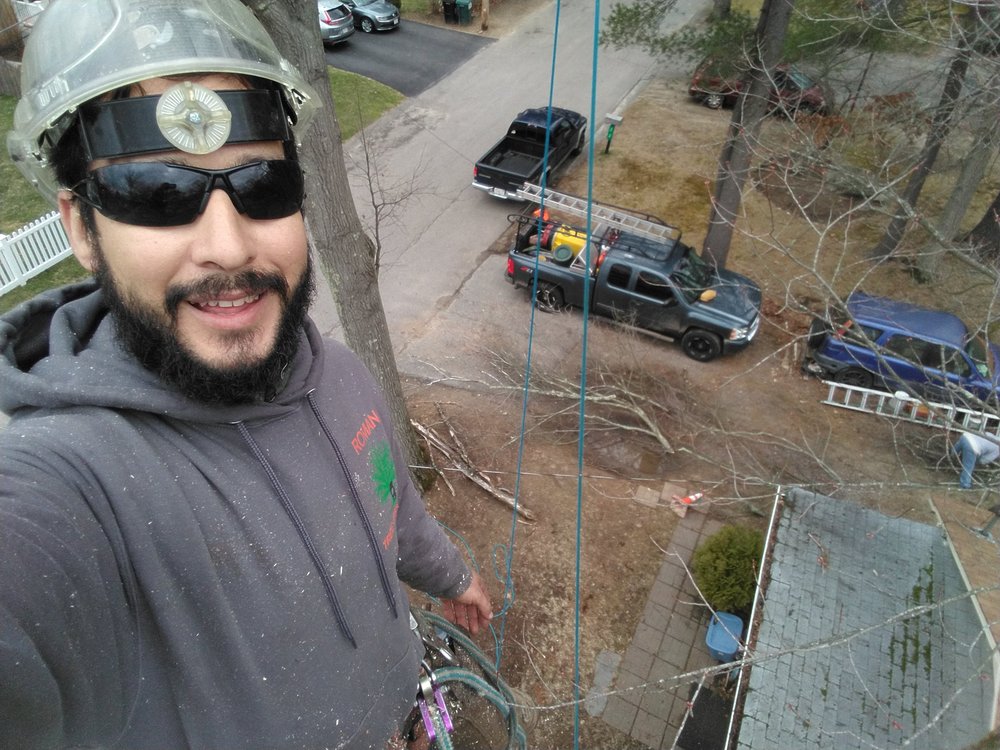 Roman Tree Services - tree service in Boston, MA