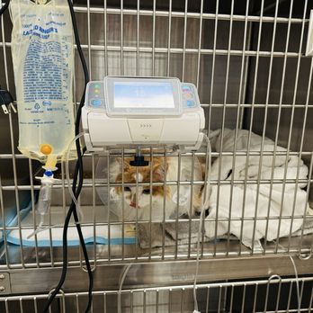Veterinary Emergency Group - My 4 yo boy's first surgery... - Emergency Pet Hospital Near Me - San Jose, California Veterinary Emergency Group - My 4 yo boy's first surgery... - Emergency Pet Hospital Near Me - San Jose, California