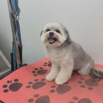 HydroDog - Pet Groomers Near Me HydroDog - Pet Groomers Near Me