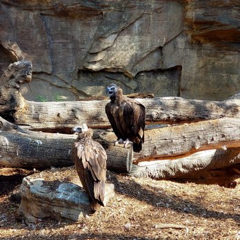 Denver Zoo - Zoos Near Me - Denver, Colorado Denver Zoo - Zoos Near Me - Denver, Colorado
