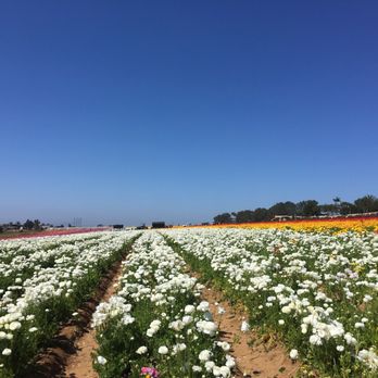 The Flower Fields - Venues & Event Spaces Near Me - Carlsbad, California The Flower Fields - Venues & Event Spaces Near Me - Carlsbad, California