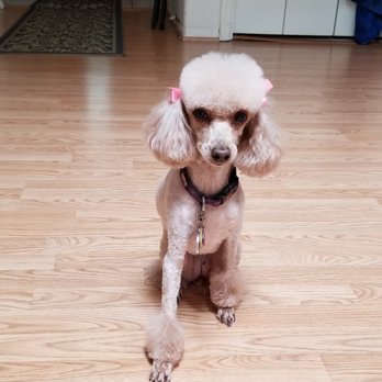 Ashley's Pet Artistry - This the photo I shared with the groomer - Pet Groomers Near Me - Salem, Oregon