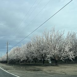 City of Stockton - Almond Blossoms