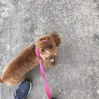 Adorable Grooms - Pet Groomers Near Me - Dallas, Texas Adorable Grooms - Pet Groomers Near Me - Dallas, Texas