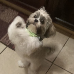 Bark Avenue Pet Salon