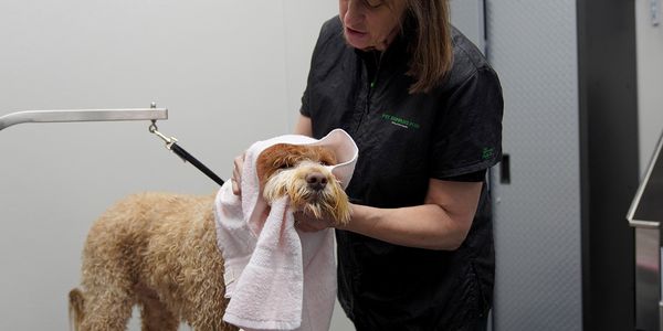 pet supplies plus foster