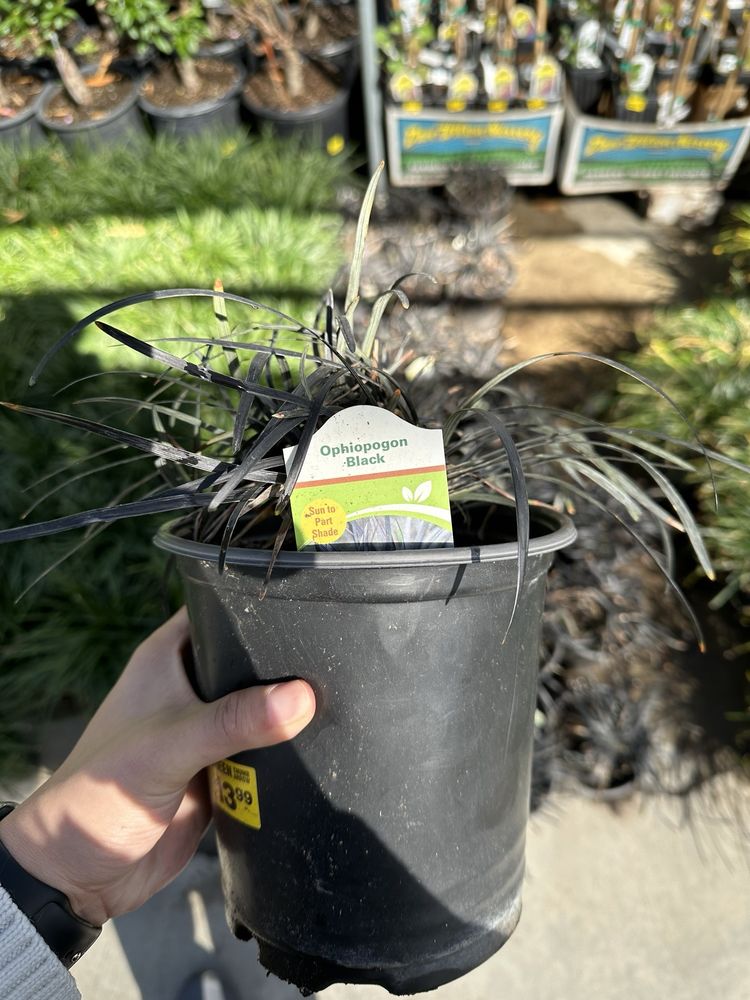 GREEN THUMB NURSERY CANOGA PARK Updated July 2024 427 Photos