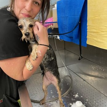 The Paw Spa - Pet Groomers Near Me - Camden, Tennessee The Paw Spa - Pet Groomers Near Me - Camden, Tennessee