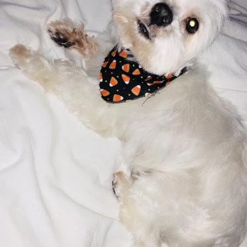 Splish Splash Wags - Halloween - Pet Groomers Near Me - Long Beach, California
