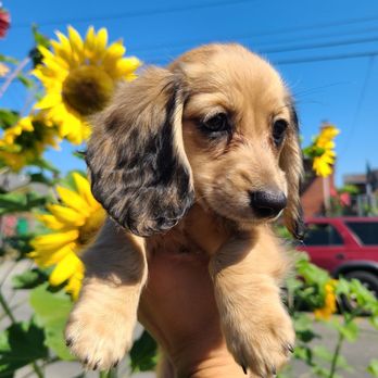 Beacon Food Forest - Summer sunflowers starring @lunabelledoxie - Community Gardens Near Me - Seattle, Washington Beacon Food Forest - Summer sunflowers starring @lunabelledoxie - Community Gardens Near Me - Seattle, Washington