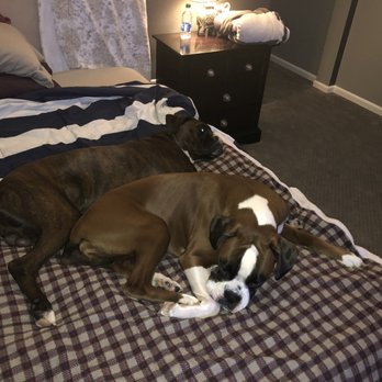Brooklyn Veterinary Clinic - Doggies - Veterinarians Near Me - Castle Rock, Colorado Brooklyn Veterinary Clinic - Doggies - Veterinarians Near Me - Castle Rock, Colorado