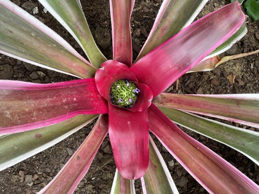 Amarillo Botanical Gardens by null