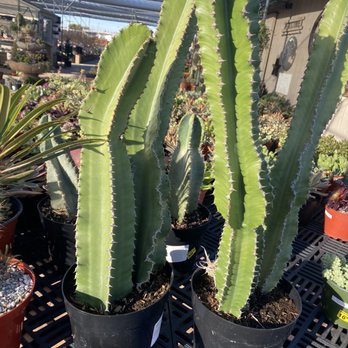 Green Thumb Nursery - Nurseries & Gardening Near Me - San Marcos, California