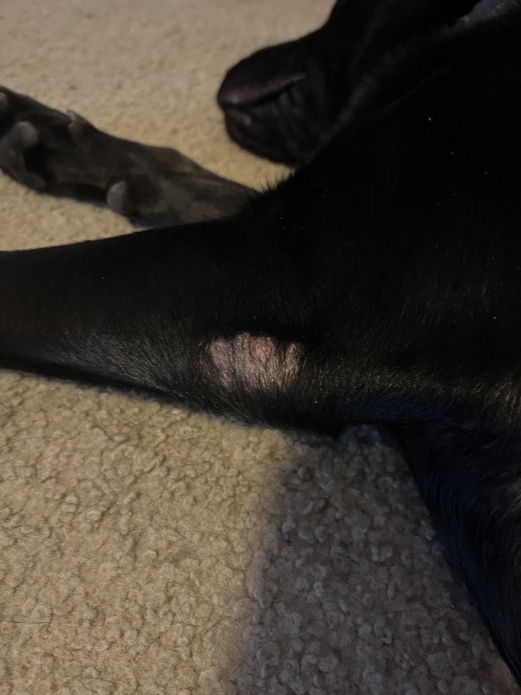 BARKS A LOT PET RESORT Updated September 2024 57 Photos & 44