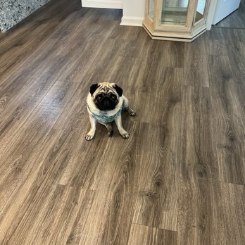 S.H. Home Improvements - Flooring and a Pug. My dogs love the crew. - Painters Near Me S.H. Home Improvements - Flooring and a Pug. My dogs love the crew. - Painters Near Me