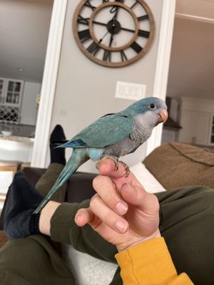 BIRDMAN'S PARROTS by null