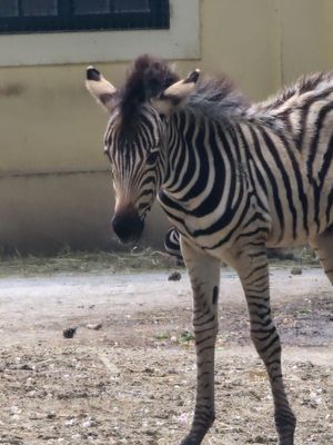 Schönbrunn Zoo by null