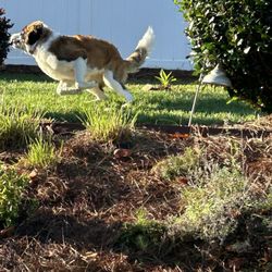 The K9 Commander