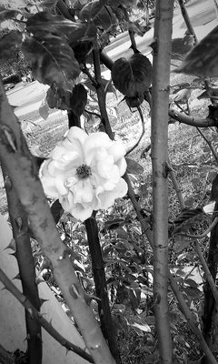 Rose Garden at Victory Park by null