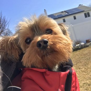 The Scruffy Puppy - Armani loves his playtime with The Scruffy Puppy! - Dog Walkers Near Me The Scruffy Puppy - Armani loves his playtime with The Scruffy Puppy! - Dog Walkers Near Me