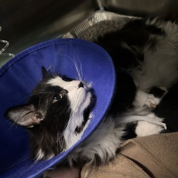 Veterinary Emergency Group - Emergency Pet Hospital Near Me - Chicago, Illinois Veterinary Emergency Group - Emergency Pet Hospital Near Me - Chicago, Illinois