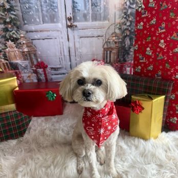 Allie & Paws - Pet Groomers Near Me - Downey, California