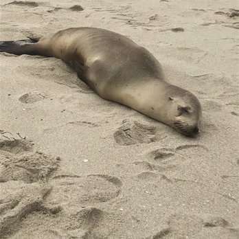 La Jolla Cove - Another one! Sea lion taking a nap! - Parks Near Me - La Jolla, California La Jolla Cove - Another one! Sea lion taking a nap! - Parks Near Me - La Jolla, California