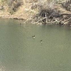 River's Bend Bed & Breakfast - Canadian geese