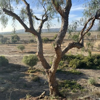 S & H Tree & Arborist Service - Saved one pepper tree - Tree Services Near Me