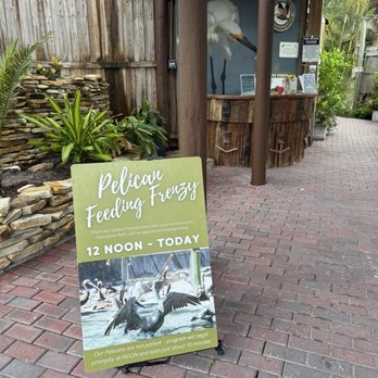 Save Our Seabirds - Pelican feeding details. - Animal Shelters Near Me - Sarasota, Florida Save Our Seabirds - Pelican feeding details. - Animal Shelters Near Me - Sarasota, Florida