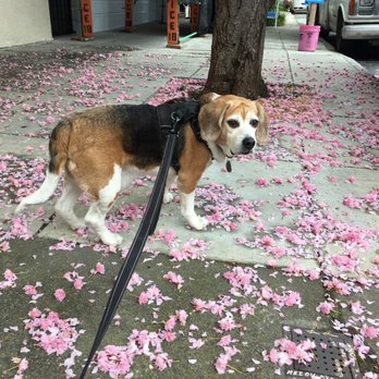 A Gentle Rest - Pet Services Near Me A Gentle Rest - Pet Services Near Me