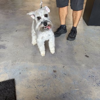 Allie & Paws - Ran into a dog we know fom the area finishing his first visit. - Pet Groomers Near Me - Whittier, California Allie & Paws - Ran into a dog we know fom the area finishing his first visit. - Pet Groomers Near Me - Whittier, California