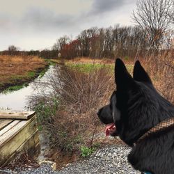 Swedes Run Dog Park