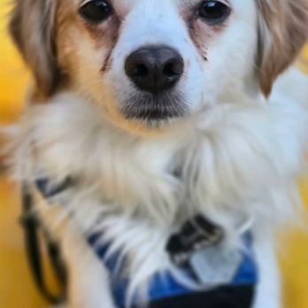 Stallion Springs Pet Sitting - Pet Sitting Near Me Stallion Springs Pet Sitting - Pet Sitting Near Me