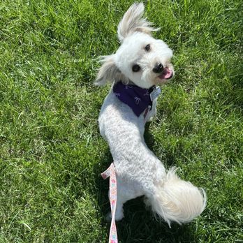 U Dirty Dawg - My sweet Lulu after she left the groomer - Pet Training Near Me - Greenwood, Indiana U Dirty Dawg - My sweet Lulu after she left the groomer - Pet Training Near Me - Greenwood, Indiana