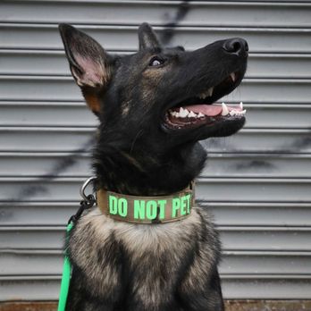New York Wolfpack - Pet Training Near Me - Brooklyn, New York New York Wolfpack - Pet Training Near Me - Brooklyn, New York