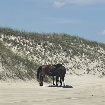 Wild Horse Adventure Tours - Tours Near Me - Corolla, North Carolina